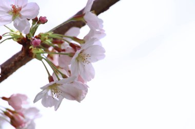 Çiçek açmış kiraz çiçeklerinin yakın plan fotoğrafı.