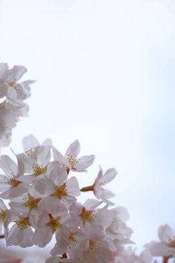 Çiçek açmış kiraz çiçeklerinin yakın plan fotoğrafı.