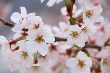 Çiçek açmış kiraz çiçeklerinin yakın plan fotoğrafı.