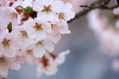 Çiçek açmış kiraz çiçeklerinin yakın plan fotoğrafı.