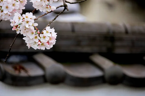 Paisagem Japão Parede Lama Branca Com Azulejos Flores Cereja — Fotografia de Stock