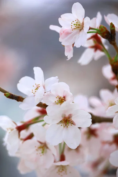 満開の桜の写真を閉じます — ストック写真