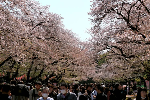 March 2018 Taito Ward Tokyo Japana View Cherry Blossom Tree — Stock Photo, Image