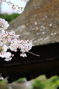 Kamakura, Japonya manzarası, kiraz çiçekleri ve sazdan çatının saçakları.