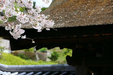 Kamakura manzarası, Japon kiraz çiçekleri ve Kamakura 'daki bir Budist tapınağının tapınak kapısı.