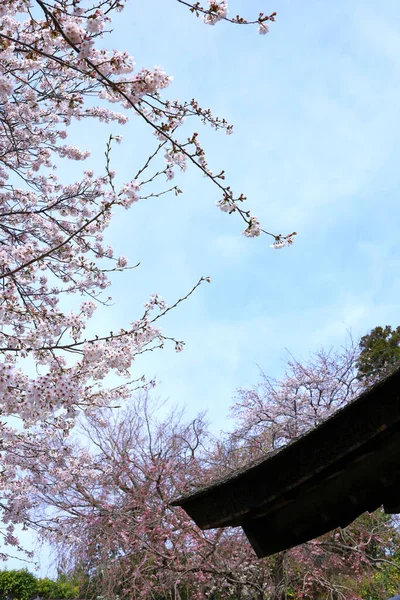 Пейзаж Камакуры Япония Цветы Вишни Карнизы Соломенной Крыши — стоковое фото