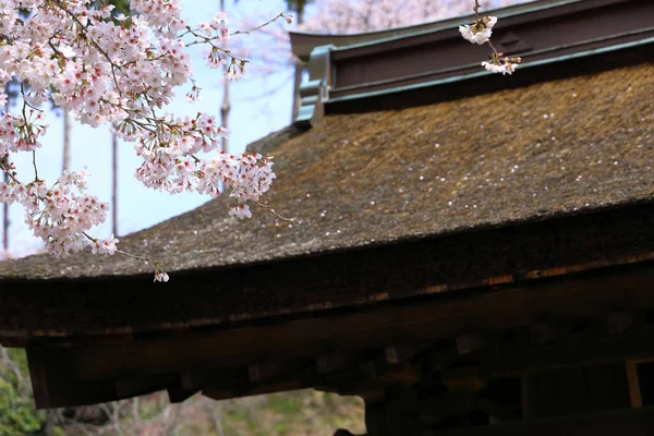 Krajina Kamakury Japonsko Třešňové Květy Okapy Doškovou Střechou — Stock fotografie