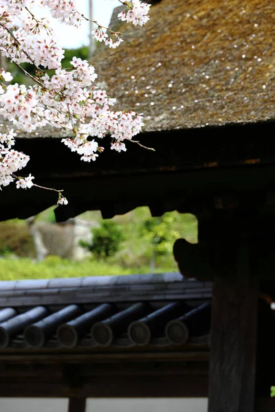 Cenário Kamakura Japão Flores Cerejeira Portão Templo Templo Budista Kamakura — Fotografia de Stock