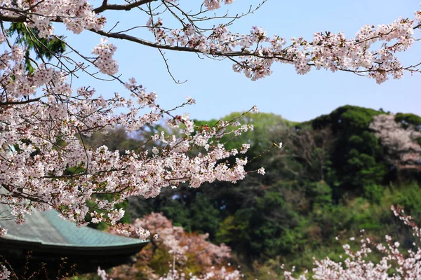 鎌倉の風景 日本の桜 鎌倉の小さな山と寺院の軒先 — ストック写真