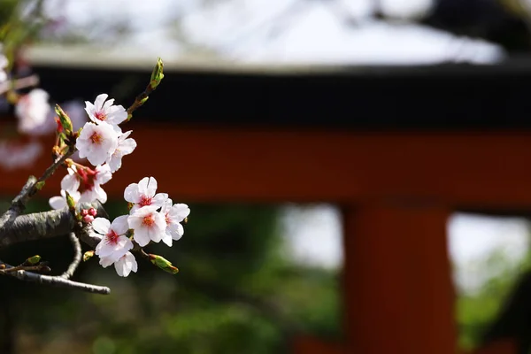 Сцени Камакури Японського Цвіт Вишневого Червоного Святилища — стокове фото