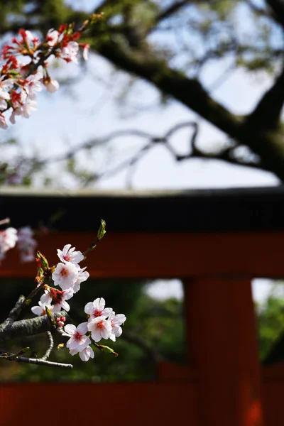Krajobrazy Kamakura Japonia Kwiaty Wiśni Czerwony Przybytek Torii — Zdjęcie stockowe