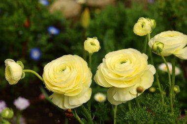 Sarı ranunculus çiçekleri ilkbaharın başlarında çiçek açar.