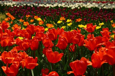 Çiçek tarhında açan kırmızı laleler.