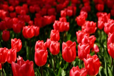 Çiçek tarhında açan kırmızı laleler.