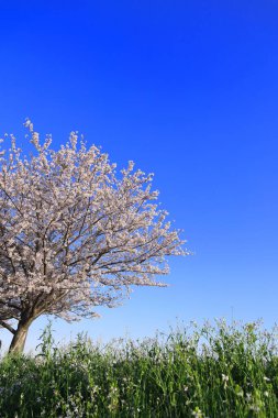 Japonya 'da Bahar Sahnesi, Kawasaki Tamagawa Nehri' nin kiraz çiçekleri.