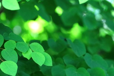 Green background material close-up on the fresh green leaves of Katsura tree