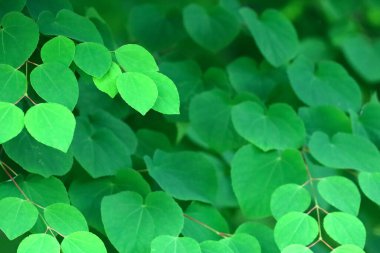 Green background material close-up on the fresh green leaves of Katsura tree