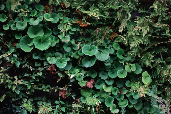 背景材用の様々な植物で着色された壁面緑化構造の写真 — ストック写真