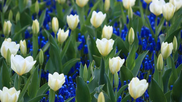 Zamknij Zdjęcie Klomba Wyłożone Białymi Kwiecistymi Tulipanami Muscari — Zdjęcie stockowe