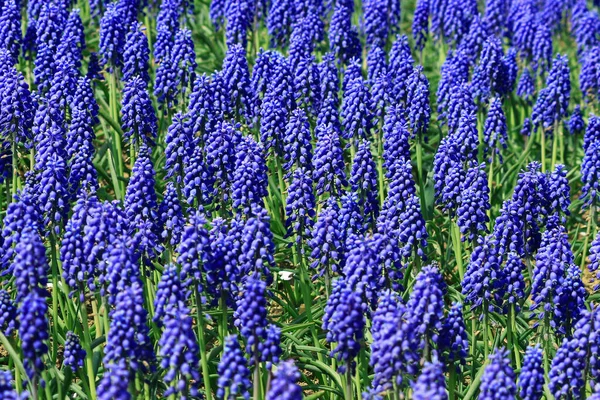 stock image A close up view of a muscari field with purple flowers