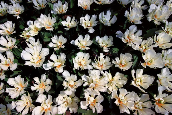 Flat Lay Foto Campo Tulipa Com Flores Brancas — Fotografia de Stock