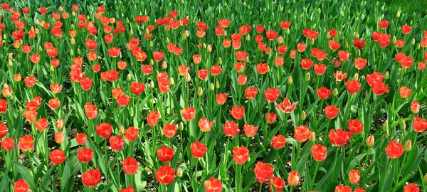 Panoramafoto Eines Tulpenfeldes Mit Roten Blumen — Stockfoto