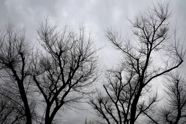 Monochromes Foto Von Bewölktem Himmel Und Blattlosem Baum — Stockfoto