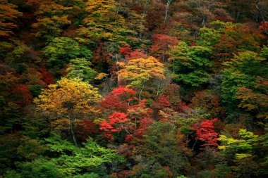 Japonya 'da sonbahar yaprakları, Nikko' daki dağların manzarası bir tablo gibi.