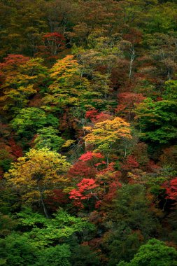 Japonya 'da sonbahar yaprakları, Nikko' daki dağların manzarası bir tablo gibi.