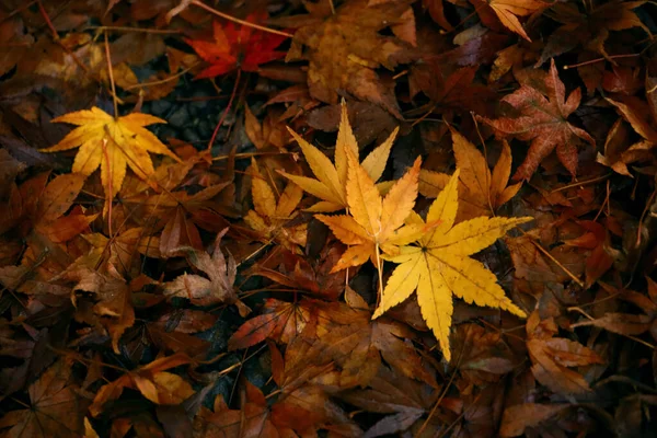 Fallen Leaves Japanese Maple Bright Yellow Color — Stock Photo, Image