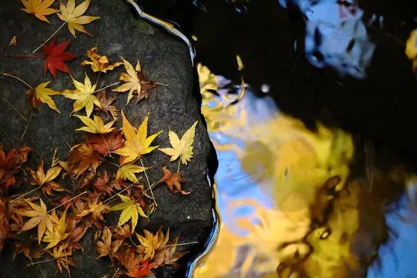 Autumn Colored Fallen Japanese Maple Leaves Decorate Rocky Surface Waterside — Stock Photo, Image