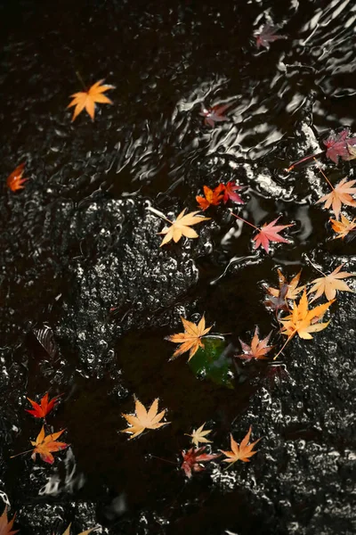 Autumn Colored Fallen Japanese Maple Leaves Floating Stream Water Rock — Stock Photo, Image