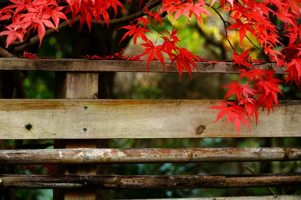 Japońskie Klony Czerwonymi Jesiennymi Liśćmi Zdobią Tylne Ulice Kamakury — Zdjęcie stockowe