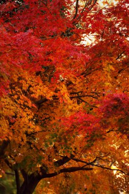 Japon akçaağacının sonbahar yapraklarının kırmızı renge dönüşümünün yakın plan fotoğrafı.