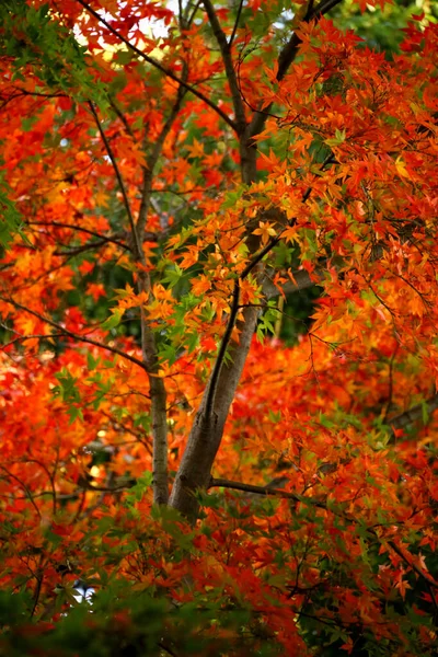Eine Nahaufnahme Hintergrundmaterial Foto Der Herbstblätter Des Japanischen Ahorns Die — Stockfoto