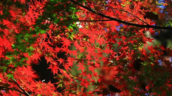 Uma Foto Fundo Close Material Das Folhas Outono Bordo Japonês — Fotografia de Stock