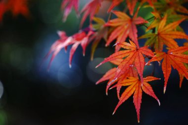 Sonbahar mevsiminde kırmızıya dönen bir akçaağaç yaprağının yakın fotoğrafını çek.