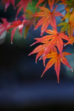 Sonbahar mevsiminde kırmızıya dönen bir akçaağaç yaprağının yakın fotoğrafını çek.