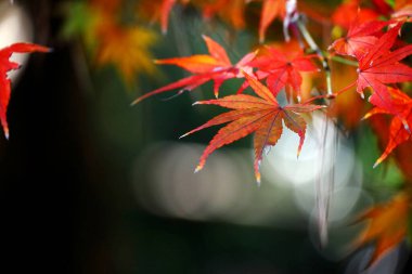 Sonbahar mevsiminde kırmızıya dönen bir akçaağaç yaprağının yakın fotoğrafını çek.