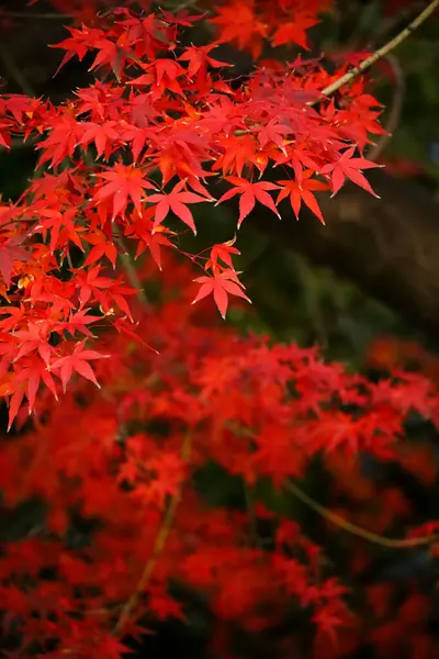 Close Photo Maple Leaf Turned Red Autumn Season — Stock Photo, Image