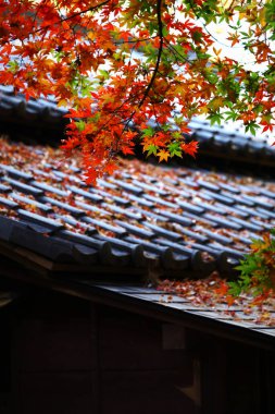 Kızıl Japon akçaağaçları eski bir Japon evinin bahçesini aydınlatır.