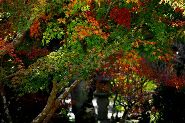 Herbst Japanischer Garten Dem Die Blätter Des Japanischen Ahorns Rot — Stockfoto