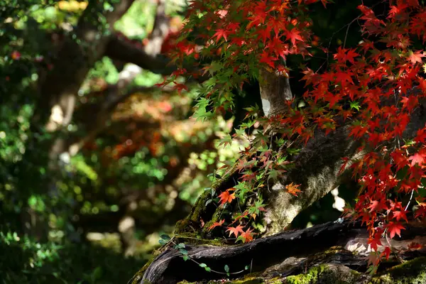 Autumn Japanese garden where the leaves of the Japanese maple begin to turn red