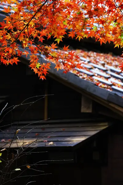 Red Japanese maples brighten up the garden of an old Japanese house