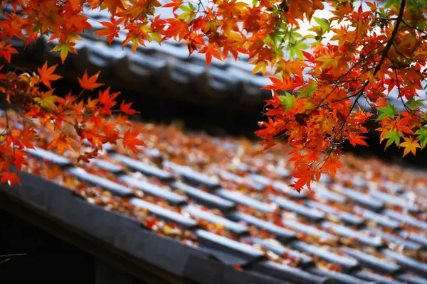 Red Japanese maples brighten up the garden of an old Japanese house