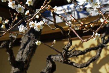 Güzel Japon manzarası ilkbaharda açan erik çiçekleri