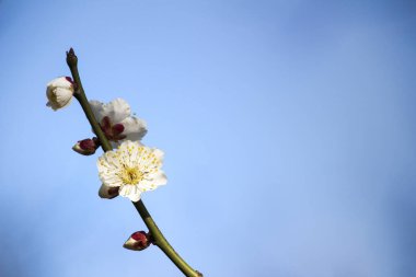 Güzel Japon manzarası ilkbaharda açan erik çiçekleri