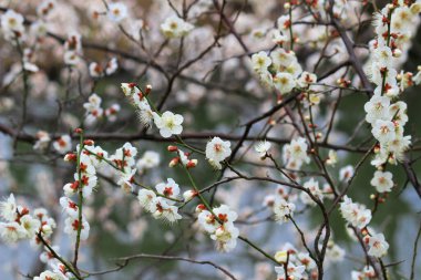 Güzel Japon manzarası ilkbaharda açan erik çiçekleri