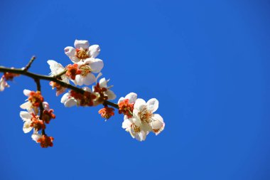 Güzel Japon manzarası ilkbaharda açan erik çiçekleri