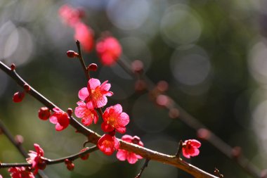 Güzel Japon manzarası ilkbaharda açan erik çiçekleri